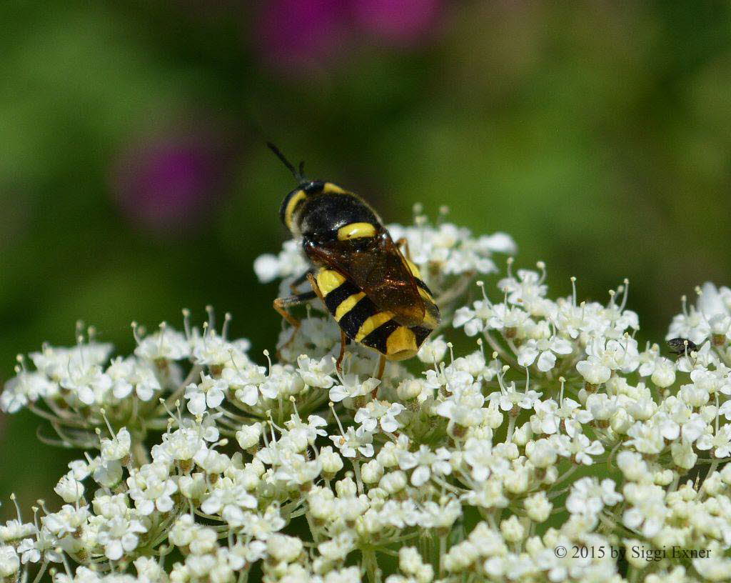 Gelbband-Waffenfliege Stratiomys potamida