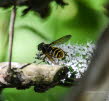 Sericomyia silentis Gelbband Torfschwebfliege