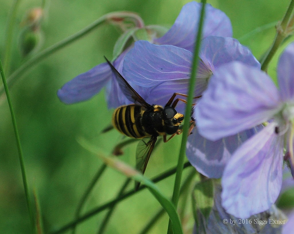 Sericomyia silentis Gelbband Torfschwebfliege