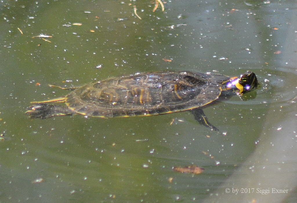 Gelbbauch-Schmuckschildkrte Trachemys scripta scripta