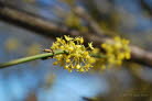 Hartriegel, Gelber  Cornus mas