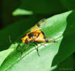 Volucella inflata Gelbfleck-Waldschwebfliege 