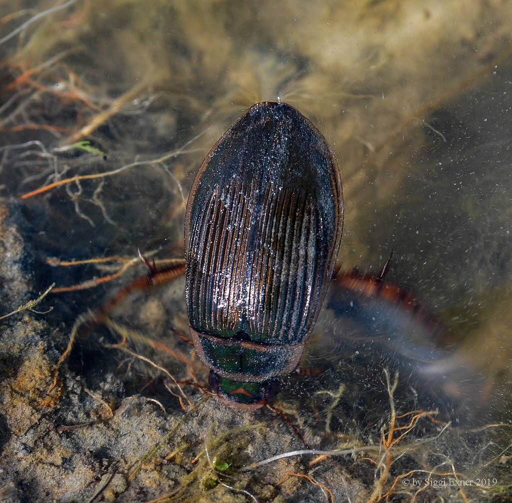 Dytiscus marginalis Gelbrandkfer 