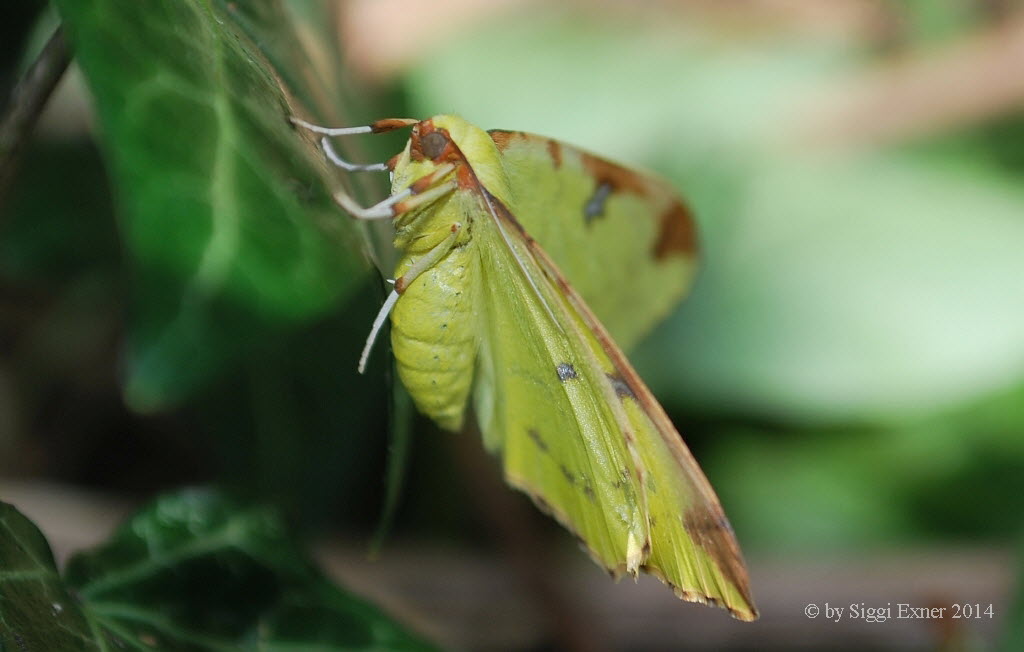 Opisthograptis luteolata Gelbspanner