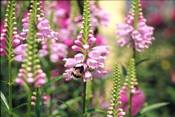 Gelenkblume Physostegia virginiana