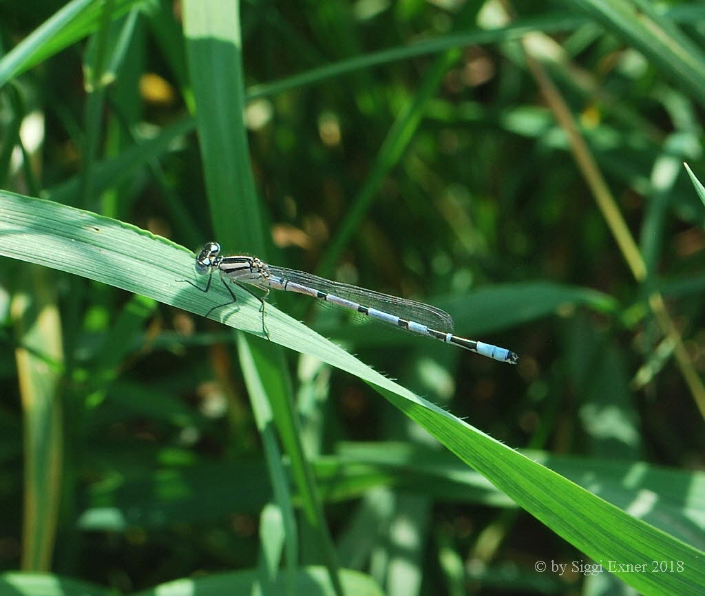 Gemeine Becherjungfer  Enallagma cyathigerum