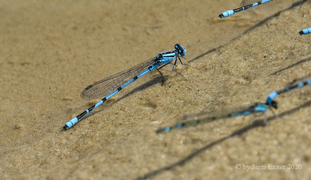 Enallagma cyathigerum Gemeine Becherjungfer  