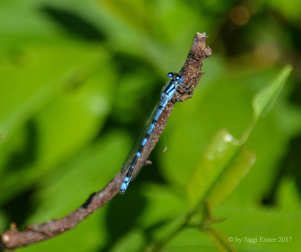 Enallagma cyathigerum Gemeine Becherjungfer  