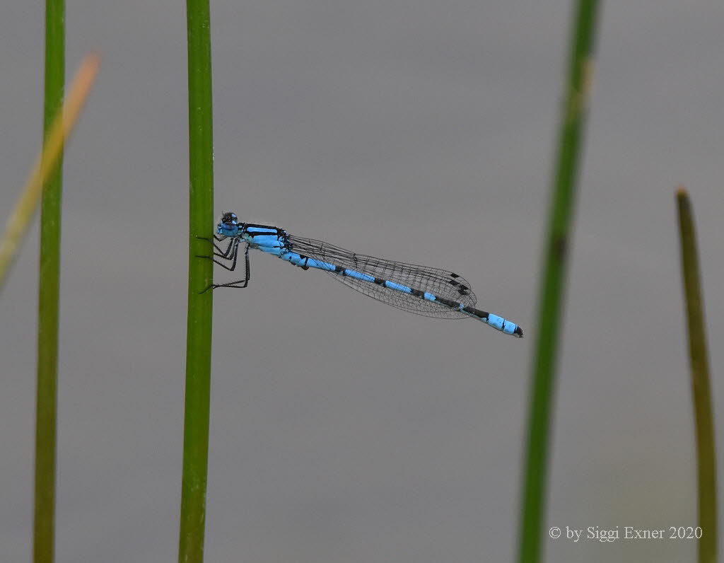 Enallagma cyathigerum Gemeine Becherjungfer  