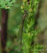 Enallagma cyathigerum Gemeine Becherjungfer  