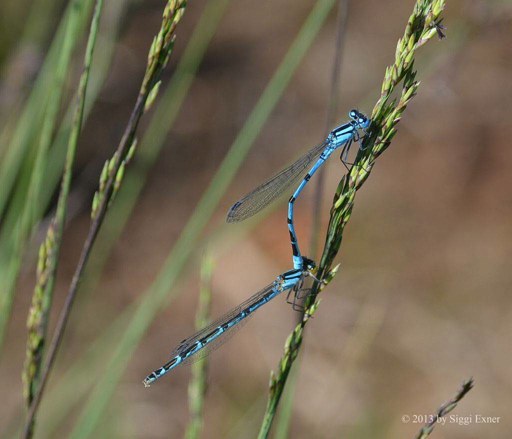 Gemeine Becherjungfer  Enallagma cyathigerum