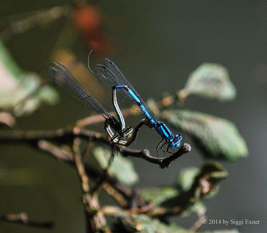 Gemeine Becherjungfer  Enallagma cyathigerum