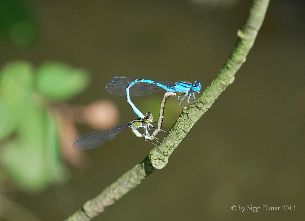 Enallagma cyathigerum Gemeine Becherjungfer  