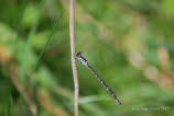 Gemeine Becherjungfer  Enallagma cyathigerum