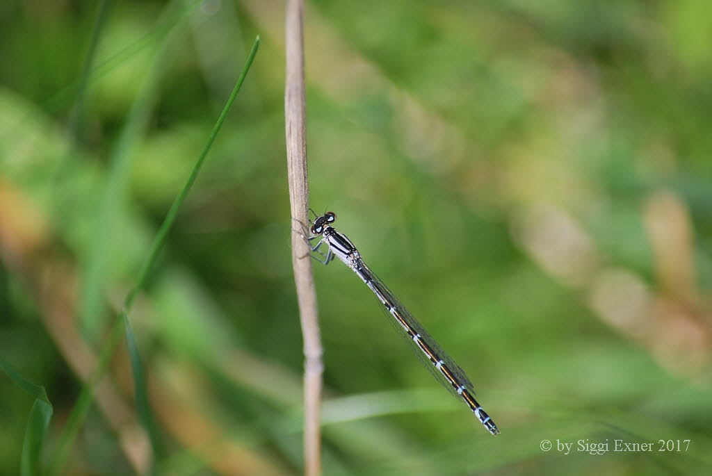 Gemeine Becherjungfer  Enallagma cyathigerum