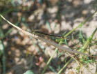 Enallagma cyathigerum Gemeine Becherjungfer  