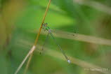 Gemeine Binsenjungfer Lestes sponsa