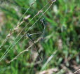 Gemeine Binsenjungfer Lestes sponsa