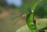 Gemeine Binsenjungfer Lestes sponsa