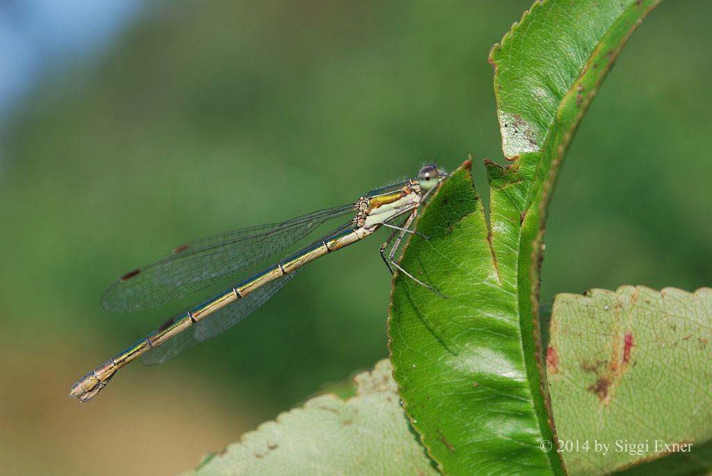 Gemeine Binsenjungfer Lestes sponsa