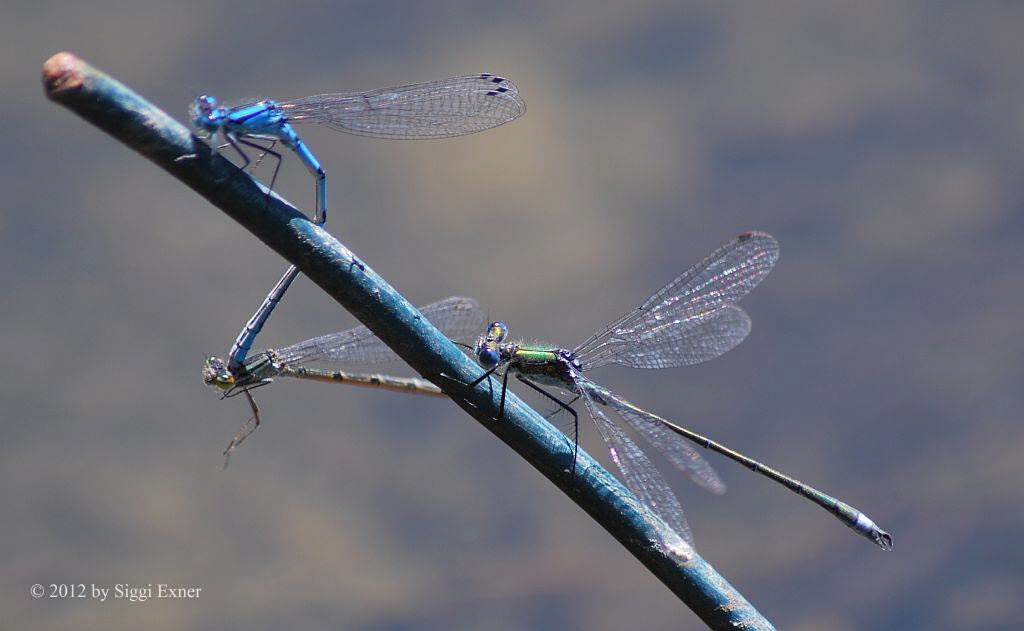 Gemeine Binsenjungfer Lestes sponsa