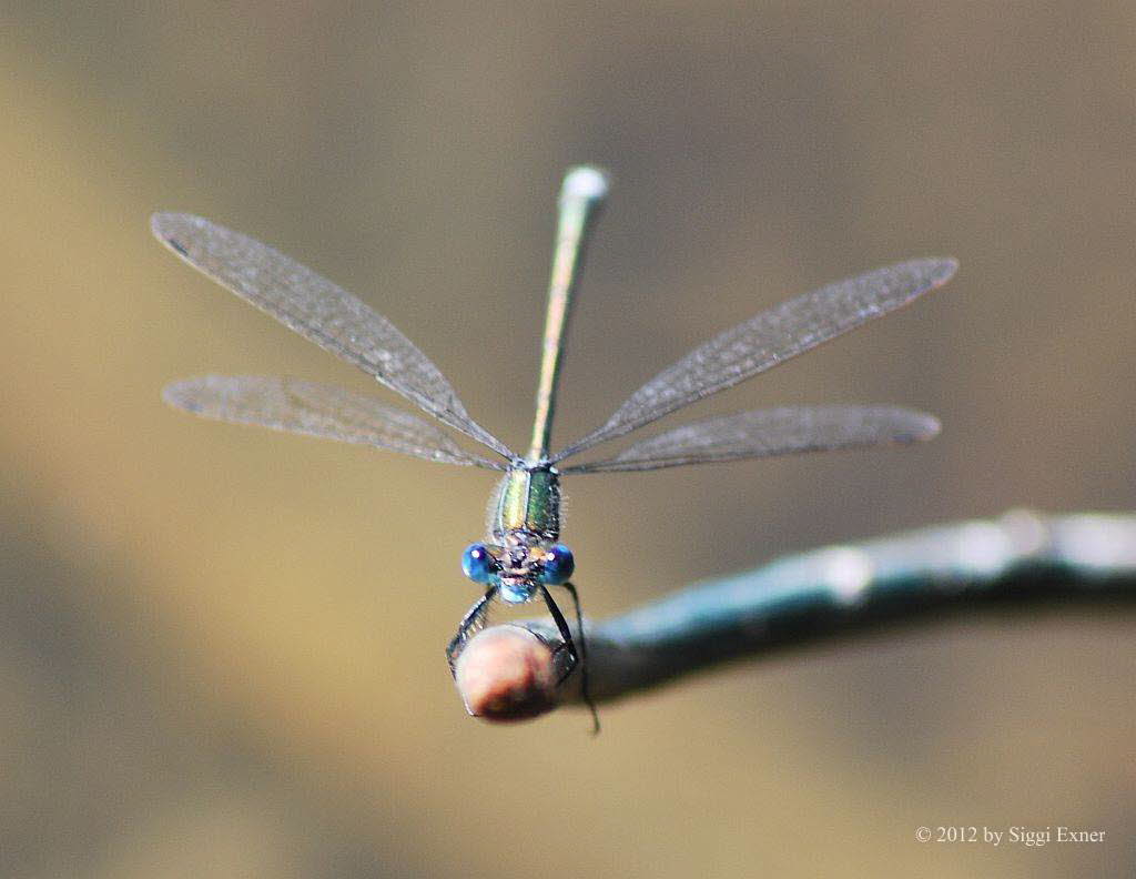 Gemeine Binsenjungfer Lestes sponsa