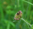 Gemeine Breitstirnblasenkopffliege cf. Sicus ferrugineus