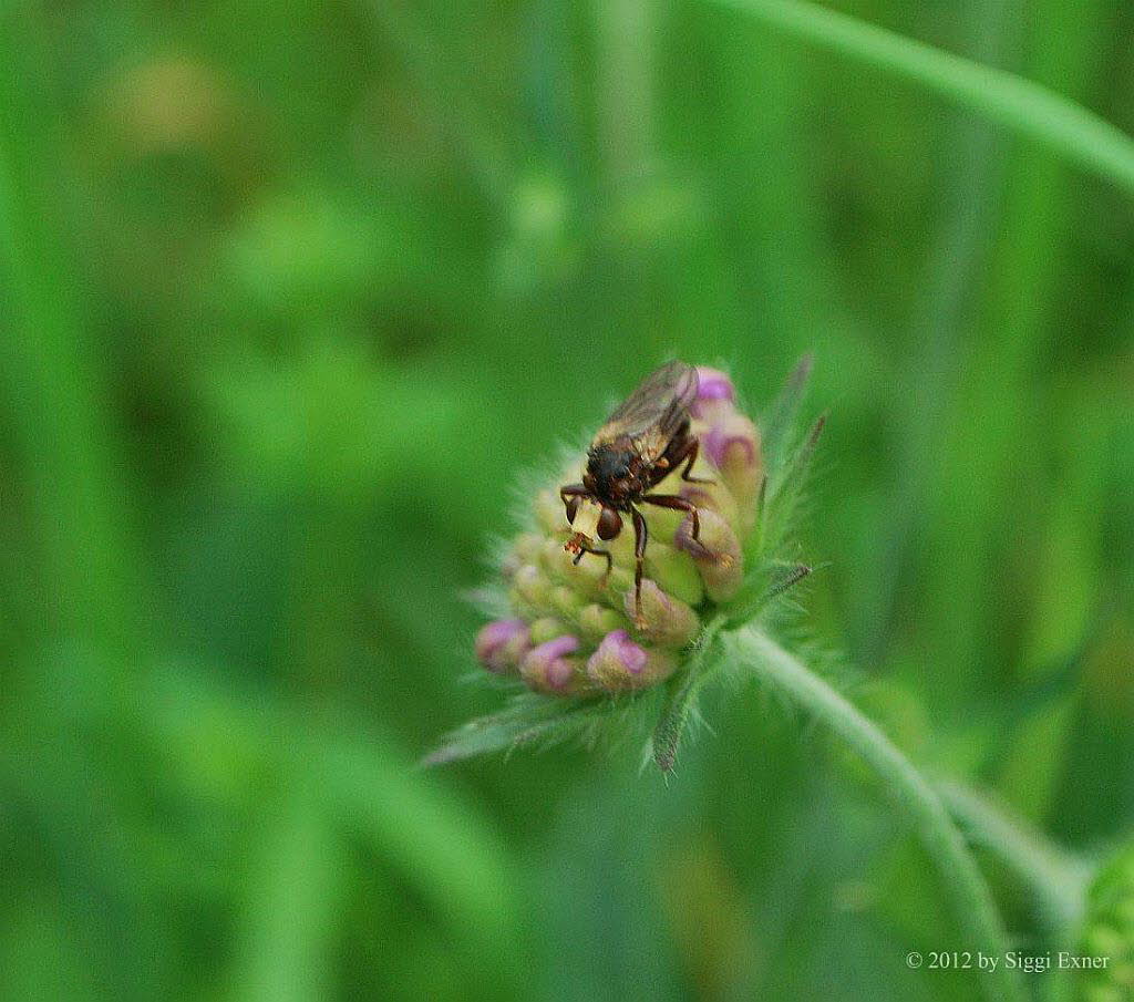 Gemeine Breitstirnblasenkopffliege cf. Sicus ferrugineus