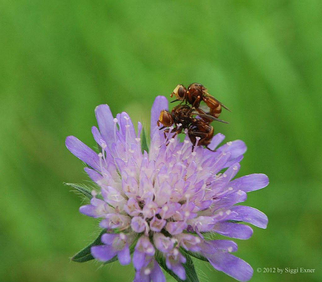 Gemeine Breitstirnblasenkopffliege cf. Sicus ferrugineus