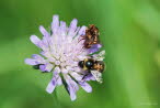 Gemeine Breitstirnblasenkopffliege cf. Sicus ferrugineus