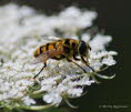 Myathropa florea Gemeine Dolden-Schwebfliege