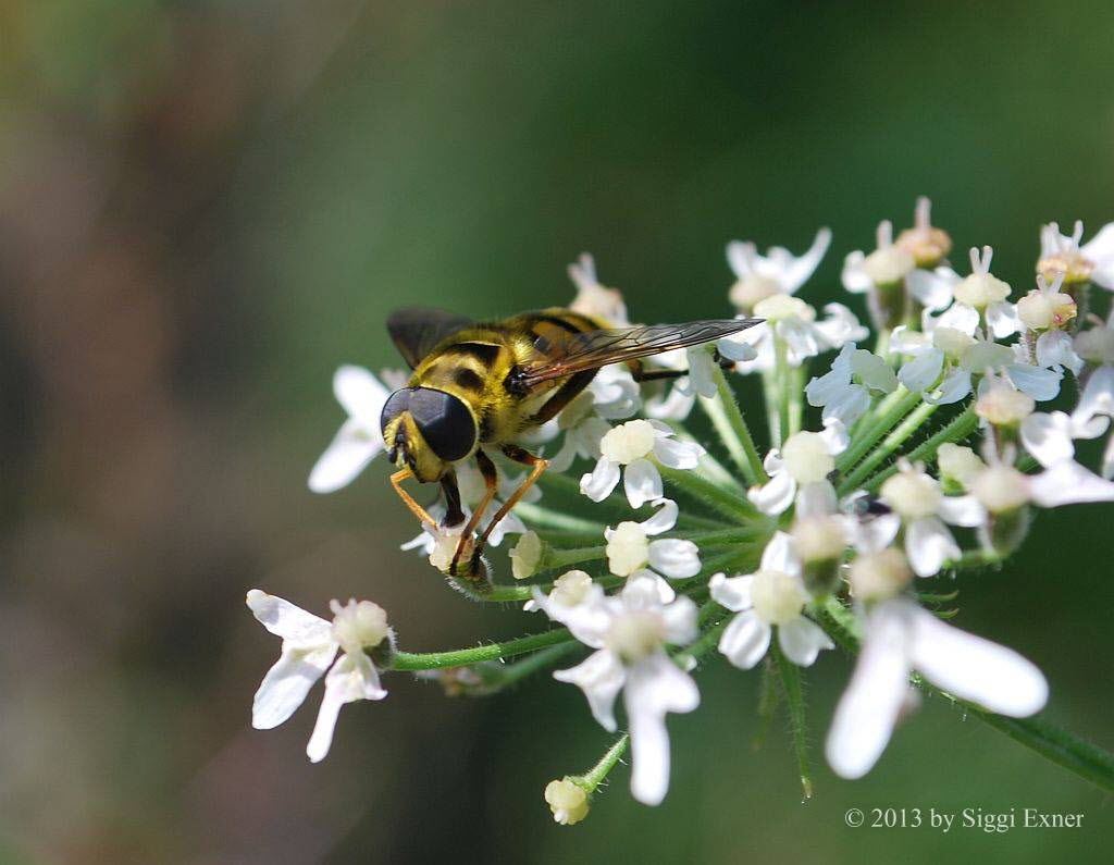 Myathropa florea Gemeine Dolden-Schwebfliege