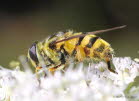 Myathropa florea Gemeine Dolden-Schwebfliege