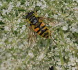 Myathropa florea Gemeine Dolden-Schwebfliege