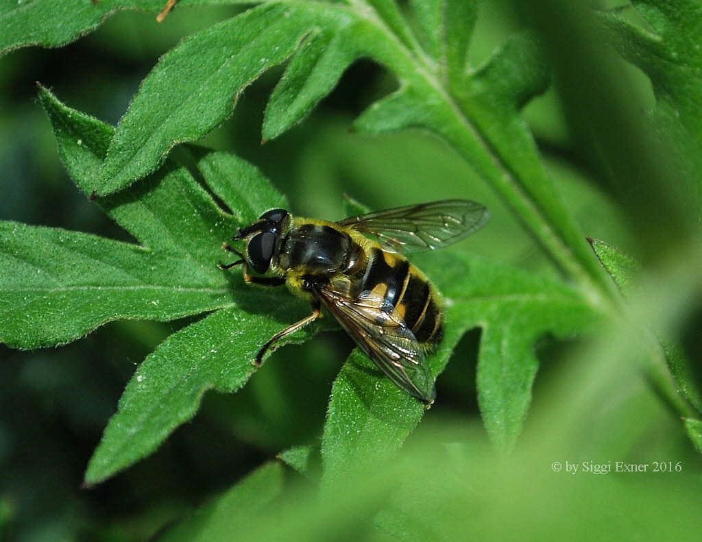 Myathropa florea Gemeine Dolden-Schwebfliege