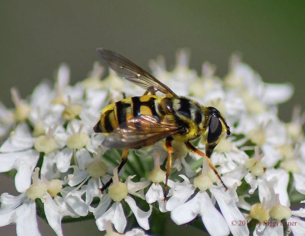 Myathropa florea Gemeine Dolden-Schwebfliege