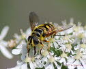 Myathropa florea Gemeine Dolden-Schwebfliege