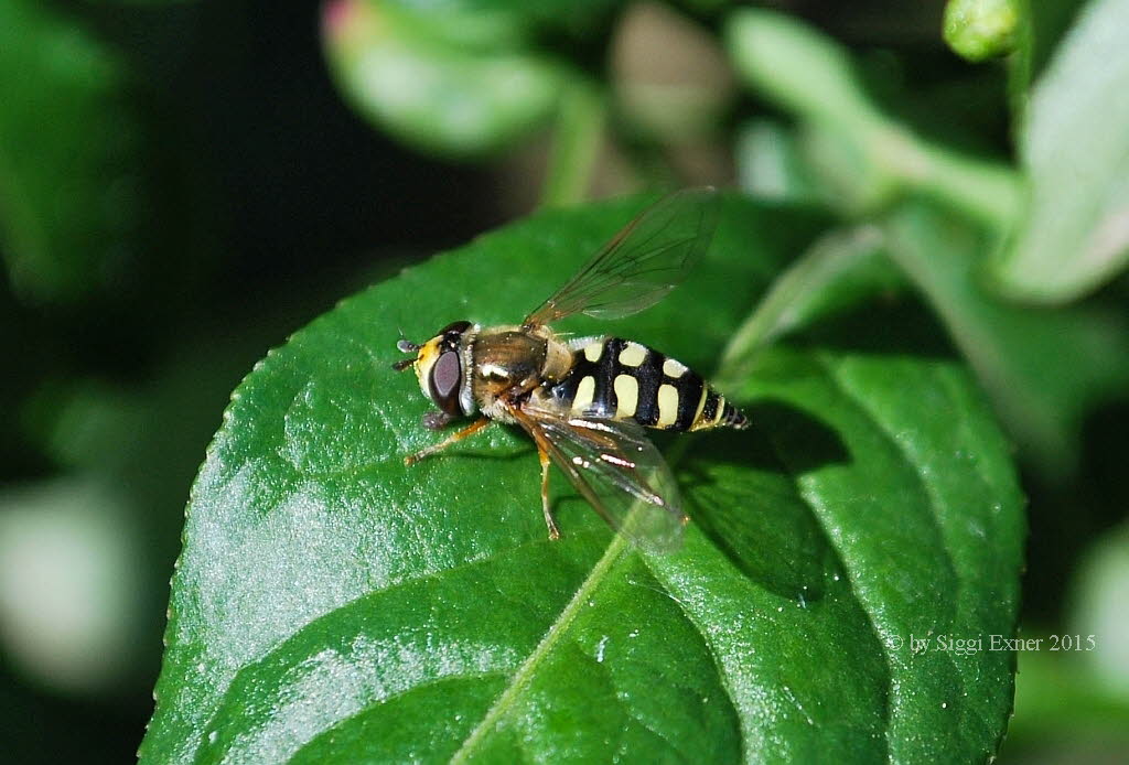 Eupeodes corollae Gemeine Feldschwebfliege