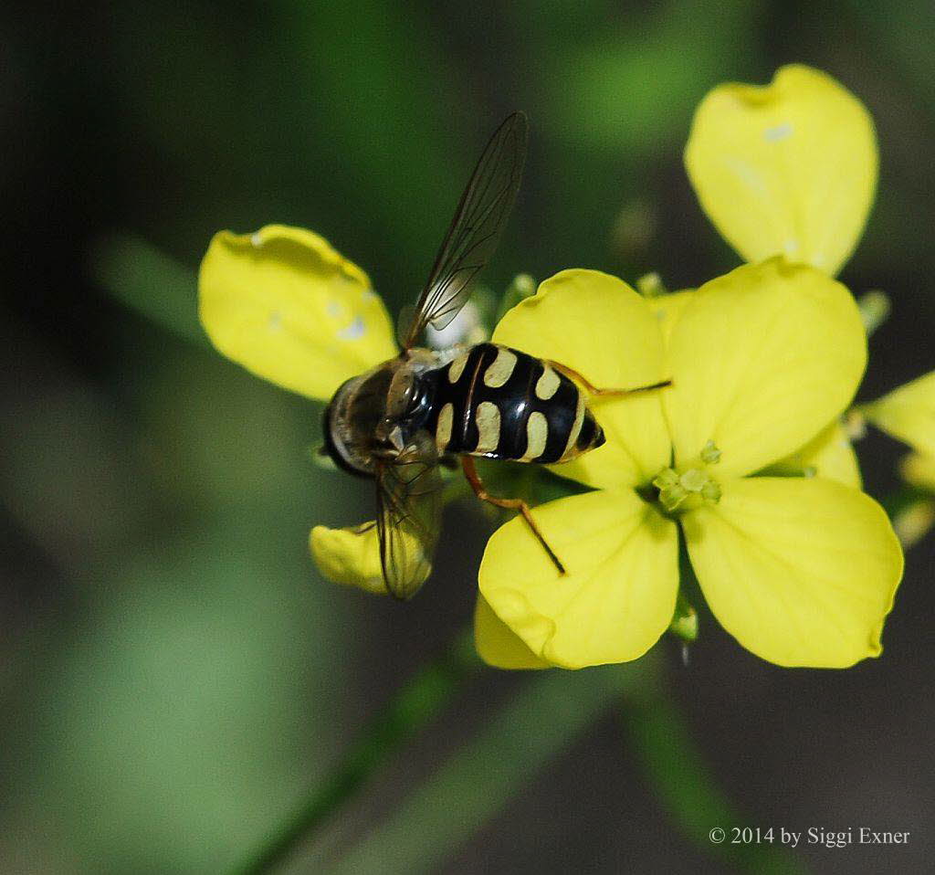 Eupeodes corollae Gemeine Feldschwebfliege