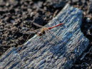 Gemeine Heidelibelle Sympetrum vulgatum