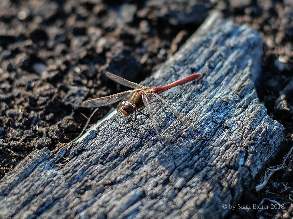 Gemeine Heidelibelle Sympetrum vulgatum