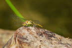 Gemeine Heidelibelle Sympetrum vulgatum