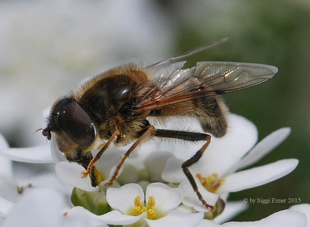 Eristalis pertinax Gemeine Keilfleckschwebfliege