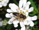 Eristalis pertinax Gemeine Keilfleckschwebfliege