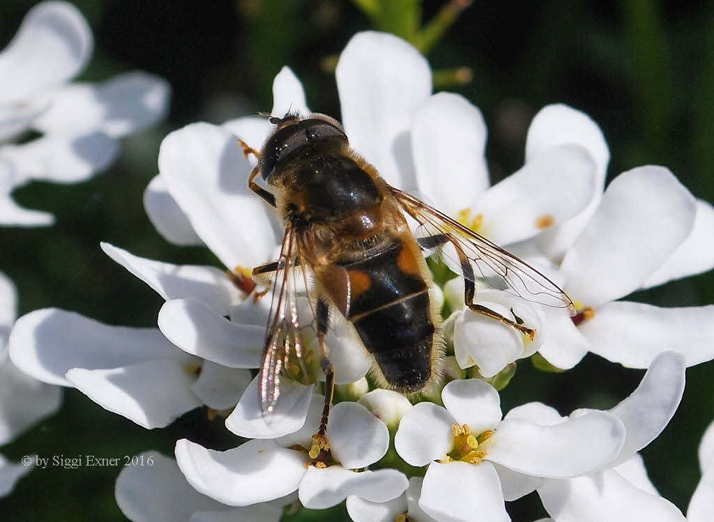 Eristalis pertinax Gemeine Keilfleckschwebfliege