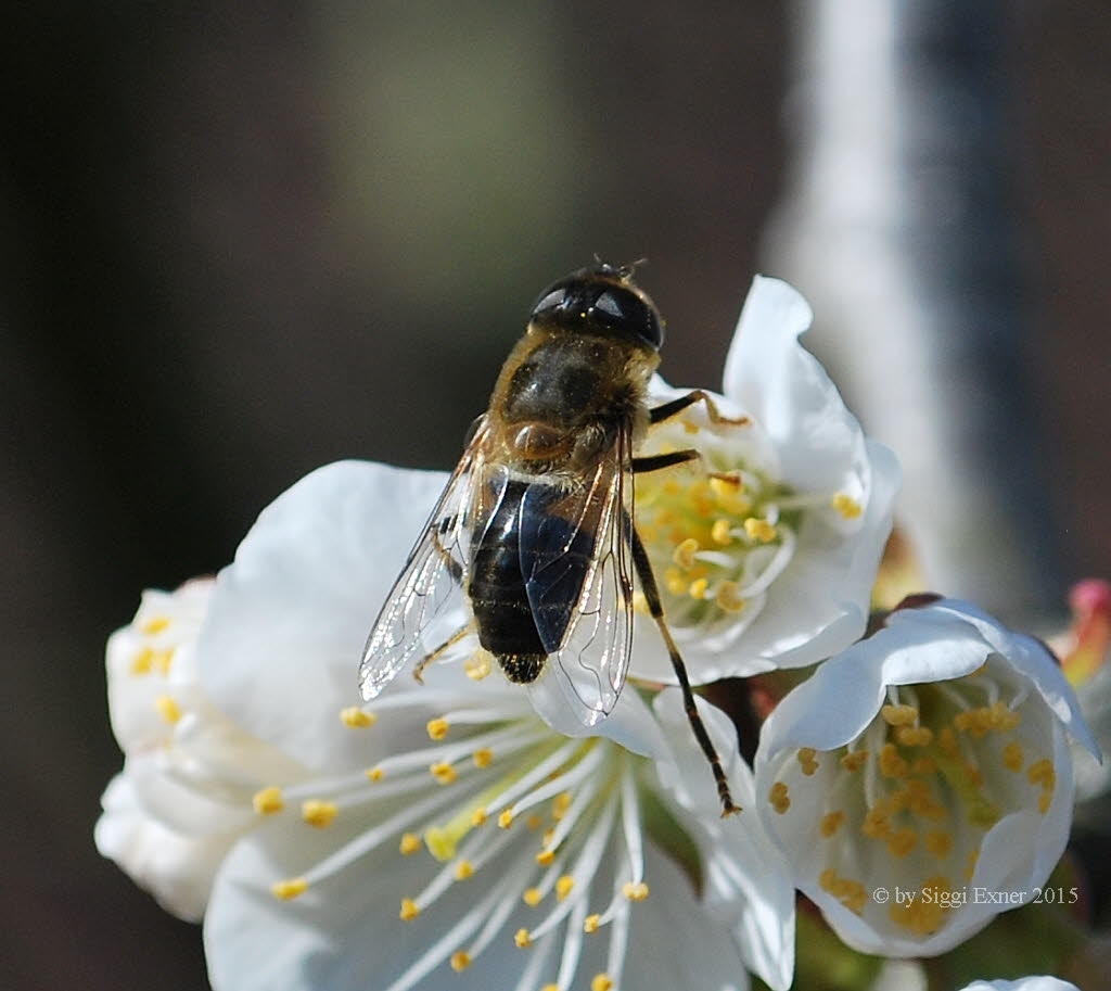 Eristalis pertinax Gemeine Keilfleckschwebfliege