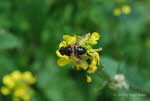 Eristalis pertinax Gemeine Keilfleckschwebfliege