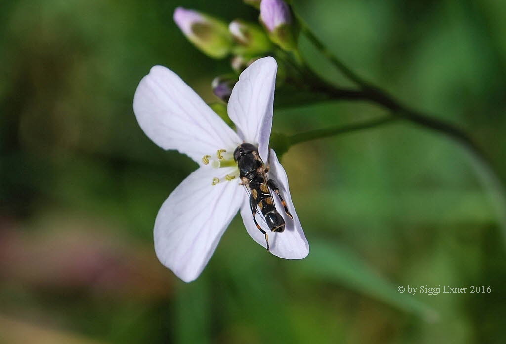 Syritta pipiens Gemeine Keulenschwebfliege 