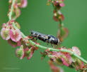 Syritta pipiens Gemeine Keulenschwebfliege 