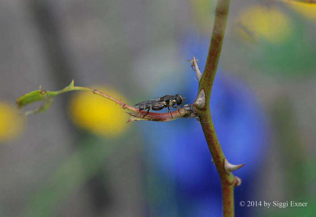 Syritta pipiens Gemeine Keulenschwebfliege 